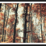 Cuadro Bosque de otoño