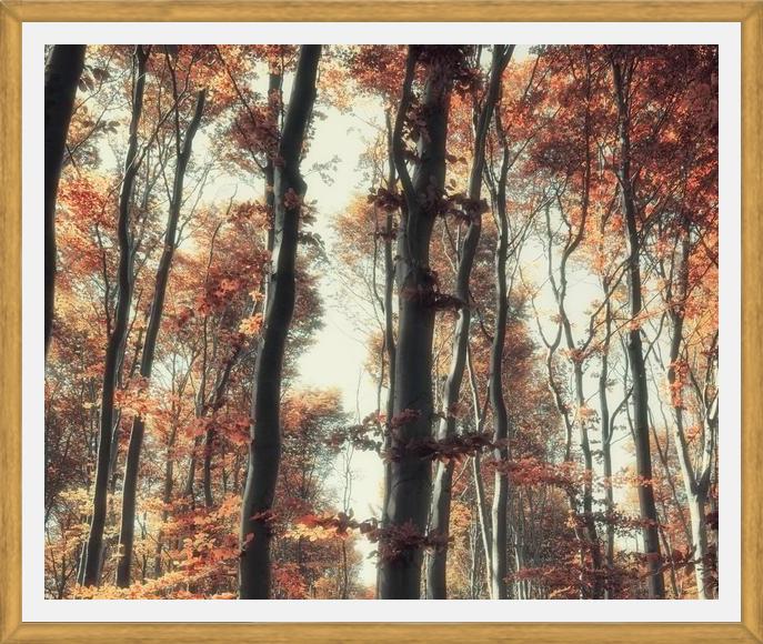 Cuadro Bosque de otoño