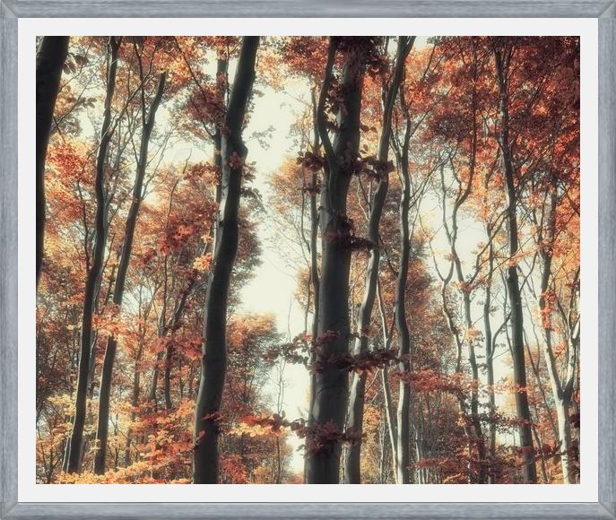 Cuadro Bosque de otoño