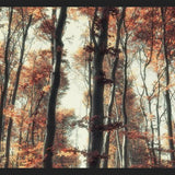 Cuadro Bosque de otoño