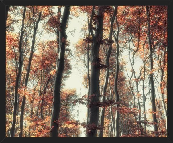 Cuadro Bosque de otoño