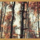 Cuadro Bosque de otoño