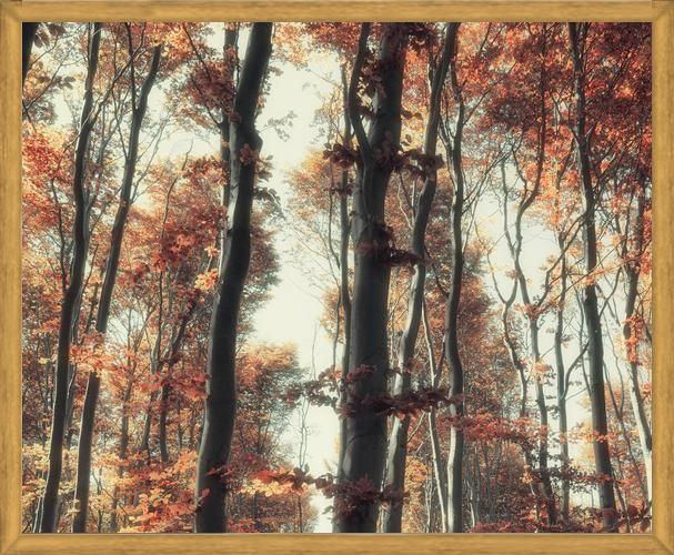 Cuadro Bosque de otoño