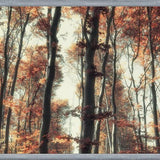 Cuadro Bosque de otoño