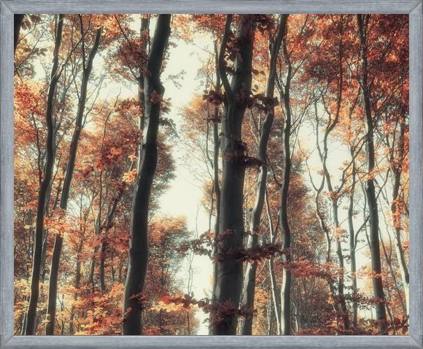 Cuadro Bosque de otoño