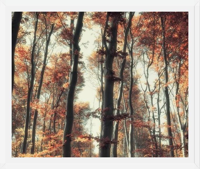 Cuadro Bosque de otoño