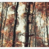 Cuadro Bosque de otoño