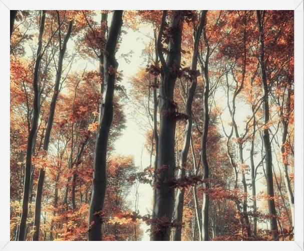 Cuadro Bosque de otoño