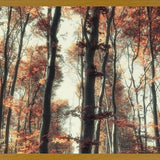 Cuadro Bosque de otoño