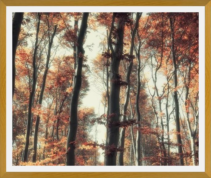 Cuadro Bosque de otoño