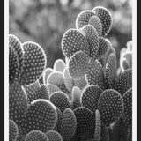 Cuadro The Cacti Cactus B y N
