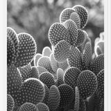 Cuadro The Cacti Cactus B y N