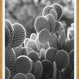 Cuadro The Cacti Cactus B y N