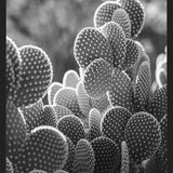 Cuadro The Cacti Cactus B y N