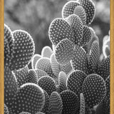 Cuadro The Cacti Cactus B y N