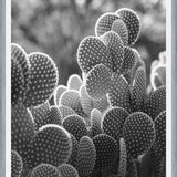 Cuadro The Cacti Cactus B y N