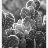 Cuadro The Cacti Cactus B y N
