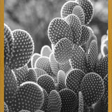 Cuadro The Cacti Cactus B y N