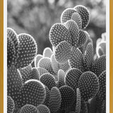 Cuadro The Cacti Cactus B y N
