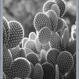 Cuadro The Cacti Cactus B y N