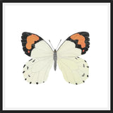 Cuadro Mariposa eroesa