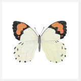 Cuadro Mariposa eroesa