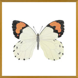 Cuadro Mariposa eroesa