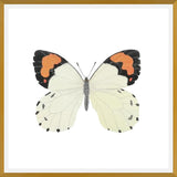 Cuadro Mariposa eroesa