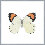 Cuadro Mariposa eroesa