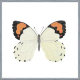 Cuadro Mariposa eroesa