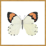 Cuadro Mariposa eroesa