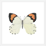 Cuadro Mariposa eroesa