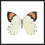 Cuadro Mariposa eroesa