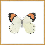 Cuadro Mariposa eroesa