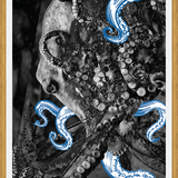 Cuadro pulpo