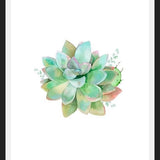 Cuadro Watercolor Green Succulent