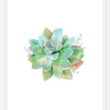 Cuadro Watercolor Green Succulent