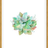 Cuadro Watercolor Green Succulent