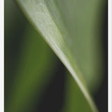 Cuadro Hoja - Abstracto