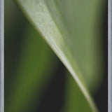 Cuadro Hoja - Abstracto