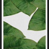 Cuadro Banana Leaf II