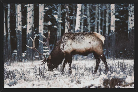 Cuadro Reindeer