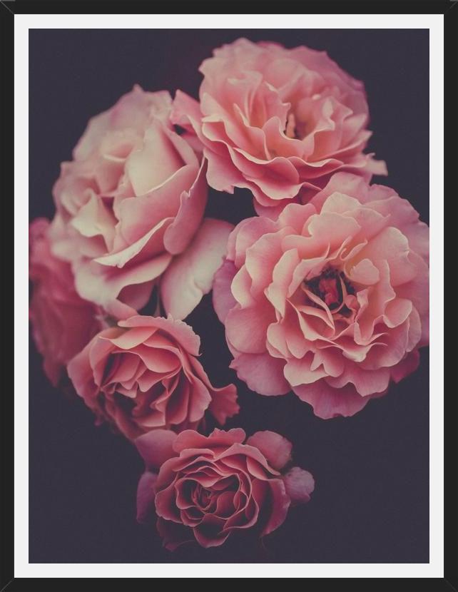 Cuadro Dreamy Roses
