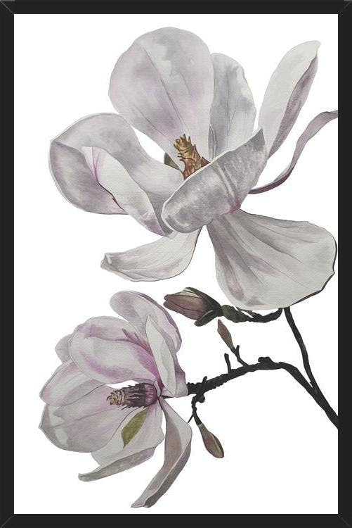 Cuadro Flores magnolia