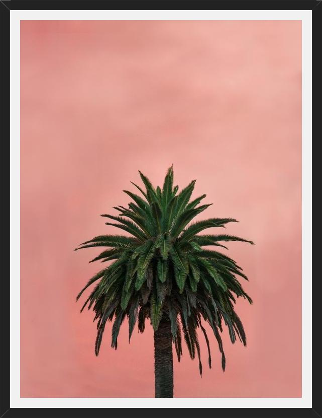 Cuadro Pink Palm