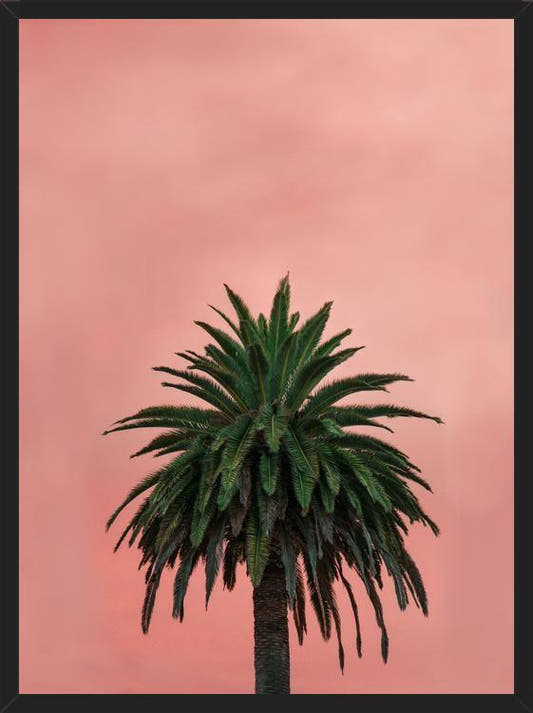 Cuadro Pink Palm