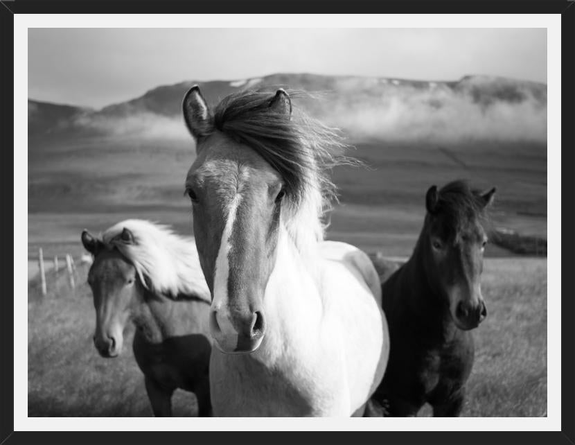 Cuadro Black And White Horses