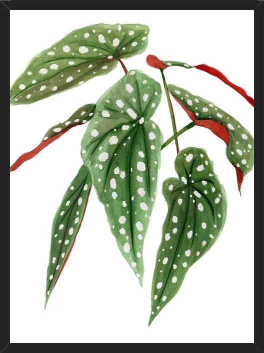 Cuadro Begonia