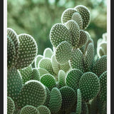 Cuadro The Cacti Cactus