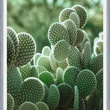 Cuadro The Cacti Cactus